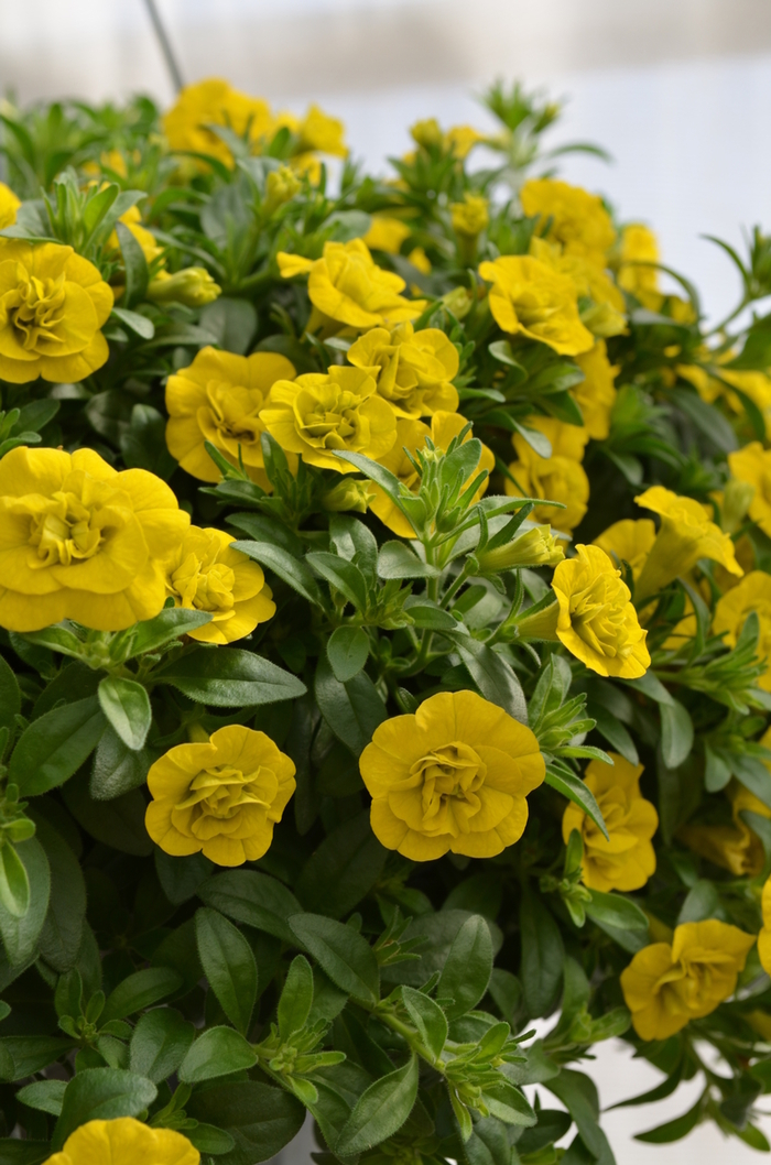 MiniFamous&reg; 'Double Yellow' - Calibrachoa (Trailing Petunia) from Holmquest Farms
