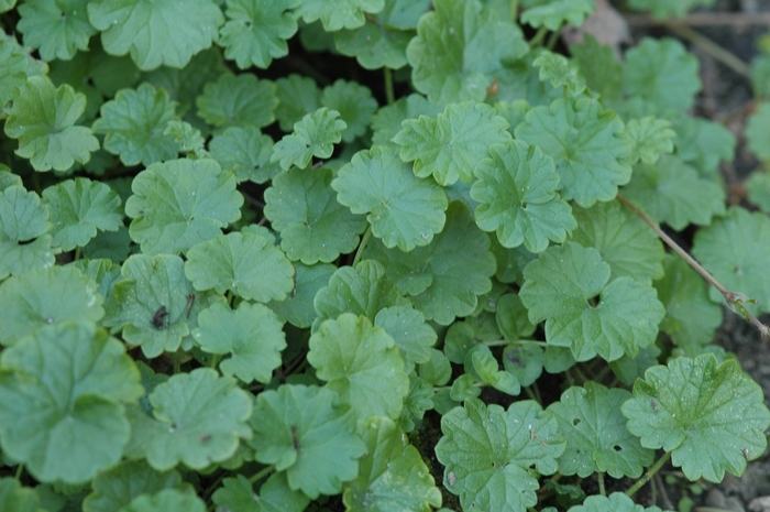 Creeping Charlie - Glechoma hederacea from Holmquest Farms