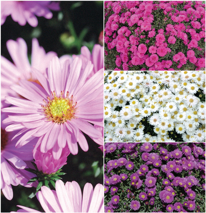 'Multiple Varieties' - Aster from Holmquest Farms