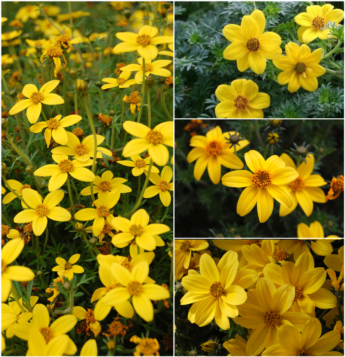 'Multiple Varieties' Aster - Bidens from Holmquest Farms