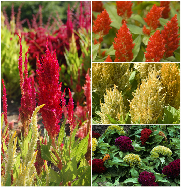 Cockscomb - Celosia from Holmquest Farms