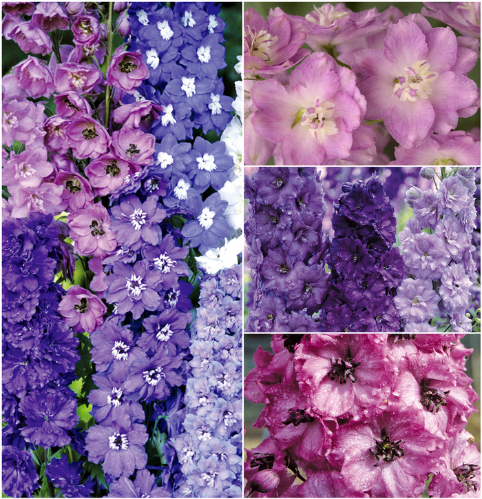Multiple Varieties - Delphinium from Holmquest Farms