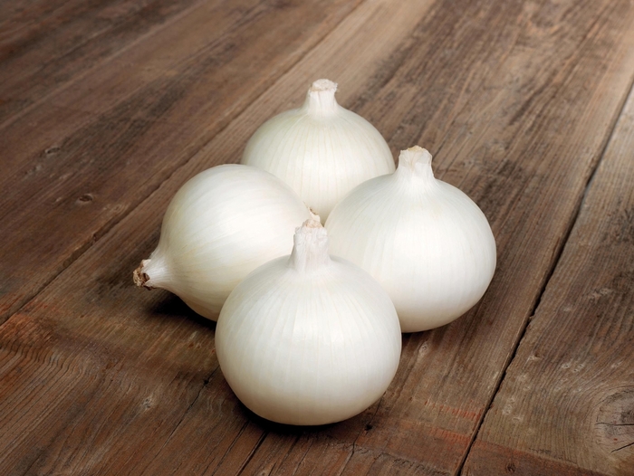 'Bello Blanco' Onion - Allium from Holmquest Farms
