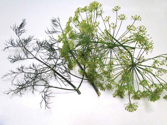 'Dukat' Dill - Anethum graveolens from Holmquest Farms