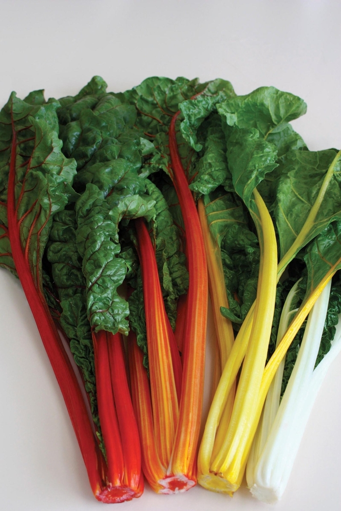 'Celebration' Swiss Chard - Beta from Holmquest Farms