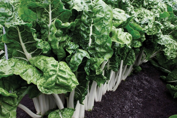 'Fordhook Giant' Swiss Chard - Beta from Holmquest Farms