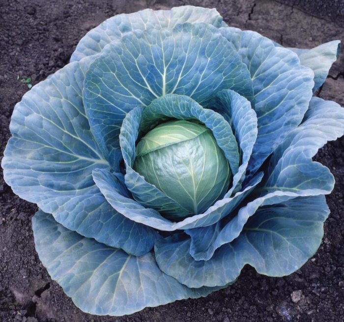 'Blue Vantage F1' Cabbage - Brassica from Holmquest Farms