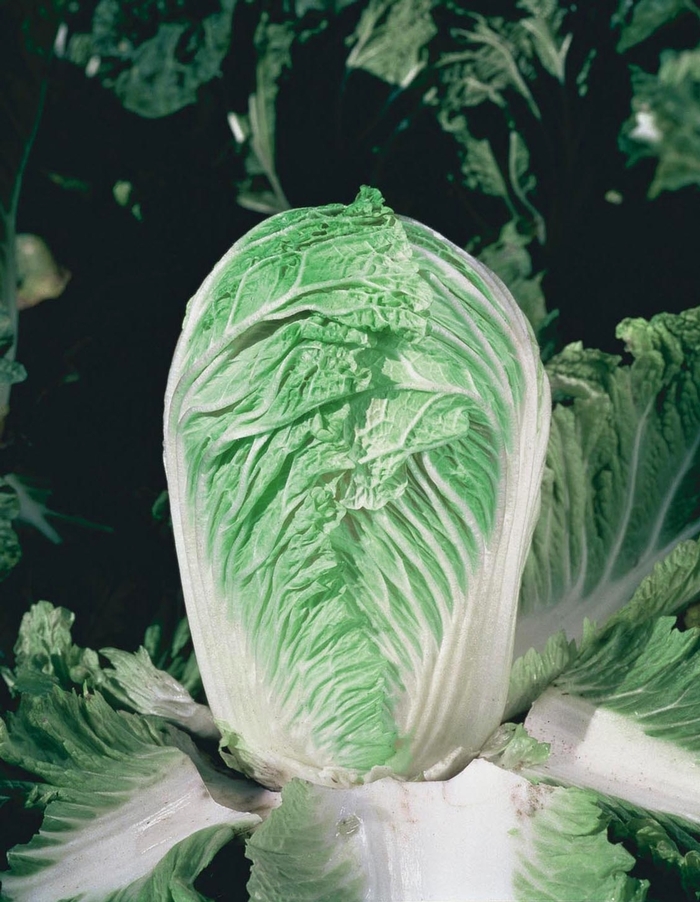 'Cha Cha F1' Chinese Cabbage - Brassica from Holmquest Farms