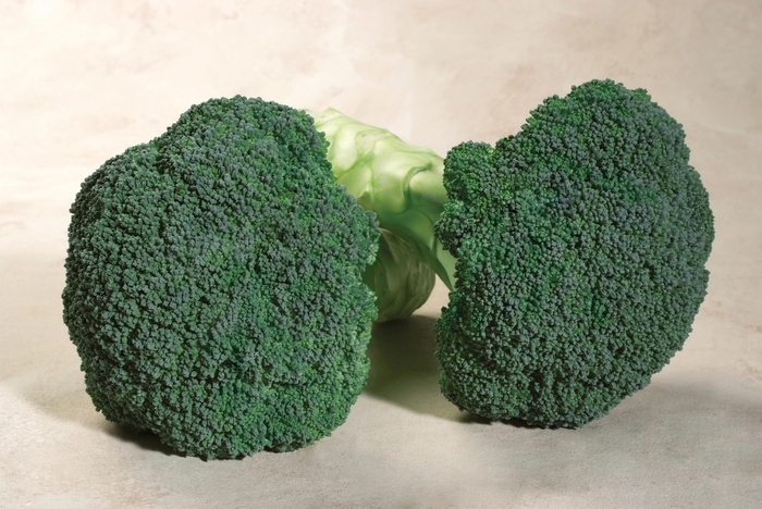 'Emerald Crown F1' Broccoli - Brassica from Holmquest Farms