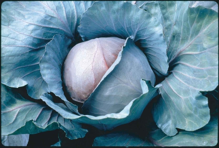 'Red Jewel F1' Cabbage - Brassica from Holmquest Farms