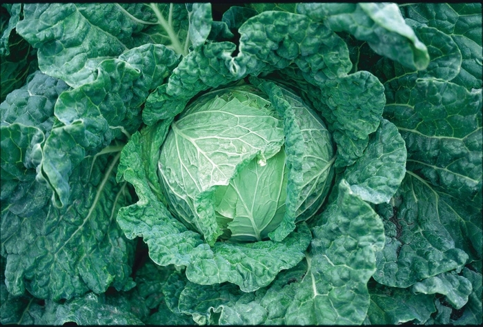 'Savoy King' Cabbage - Brassica oleracea var. capitat from Holmquest Farms