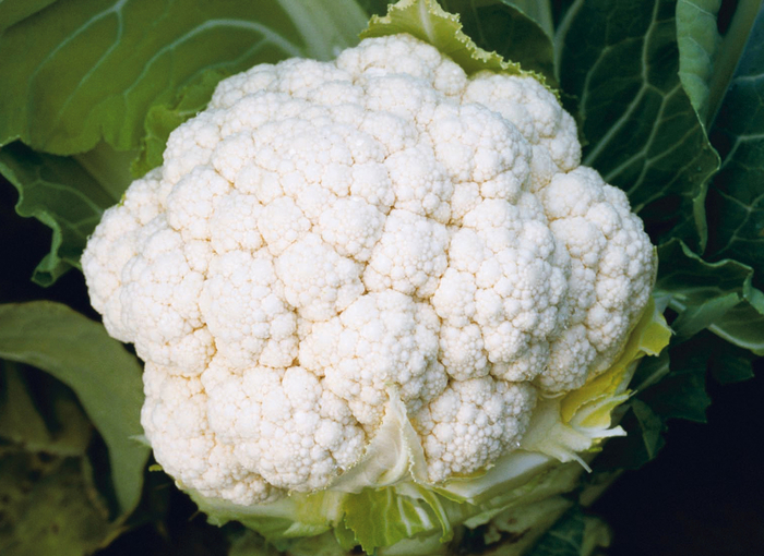 'White Magic F1' Cauliflower - Brassica from Holmquest Farms