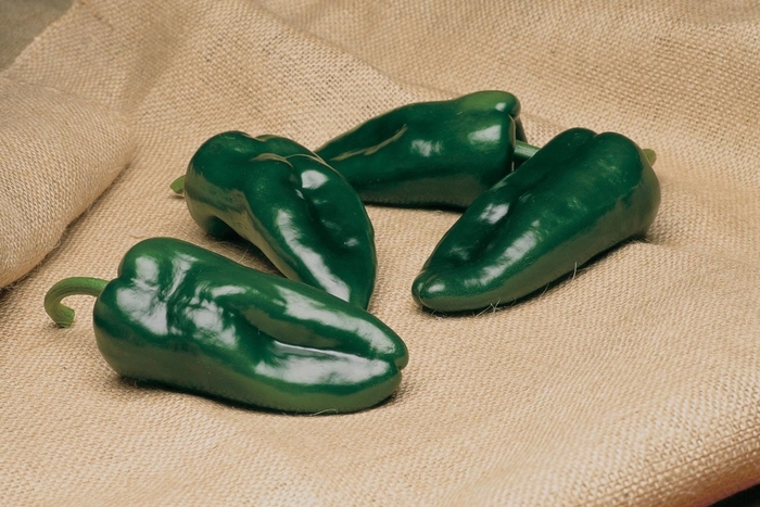 'Tiburon' Pepper - Capsicum annuum from Holmquest Farms
