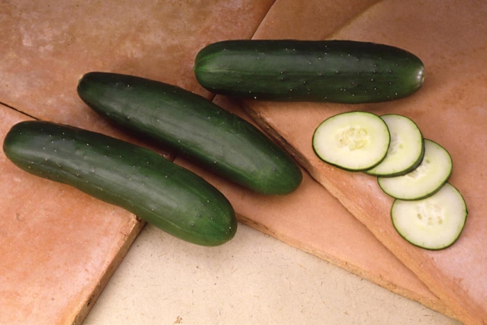 'Slice More' Cucumber - Cucumis sativus from Holmquest Farms