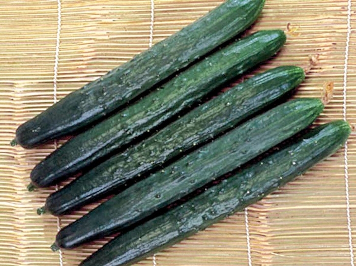 'Tasty Green' Cucumber - Cucumis sativus from Holmquest Farms