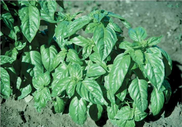 'Italian Large Leaf' Basil - Ocimum basilicum from Holmquest Farms