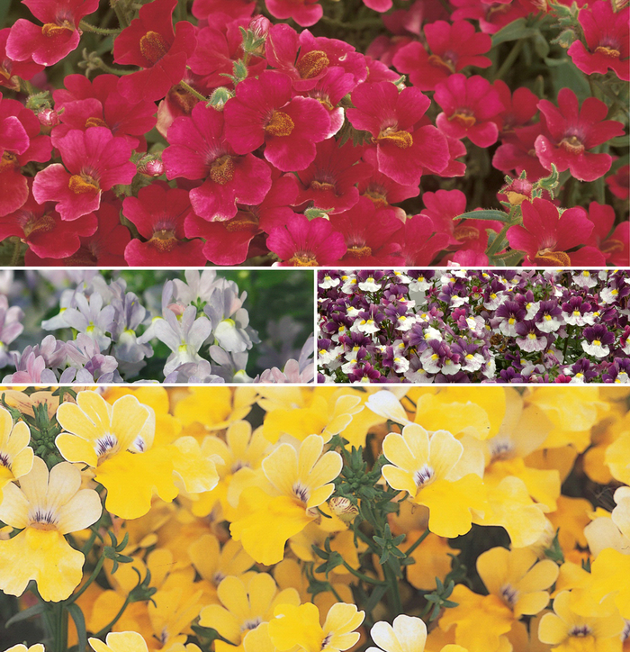 Multiple Varieties - Nemesia from Holmquest Farms
