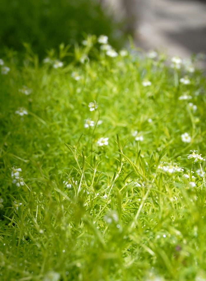 'Lime Moss' Pearlwort - Sagina subulata from Holmquest Farms