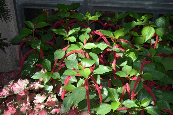Chenille Plant - Acalypha hispida from Holmquest Farms
