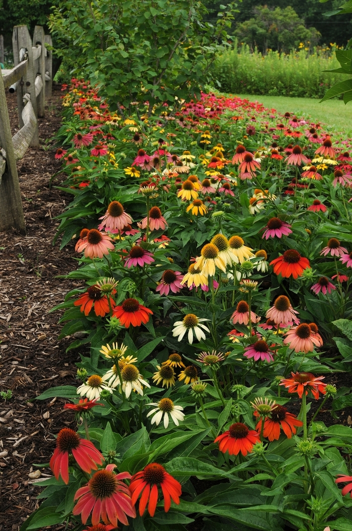 'Cheyenne Spirit' Coneflower - Echinacea from Holmquest Farms