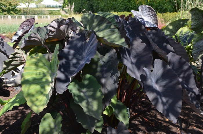 'Hawaiian Eye' Elephant's Ear - Colocasia esculenta from Holmquest Farms