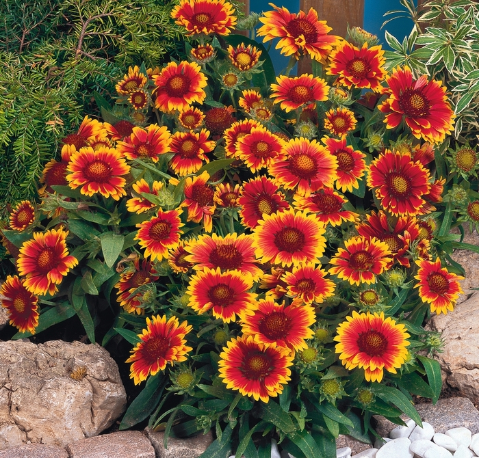 'Arizona Sun' Blanket Flower - Gaillardia from Holmquest Farms