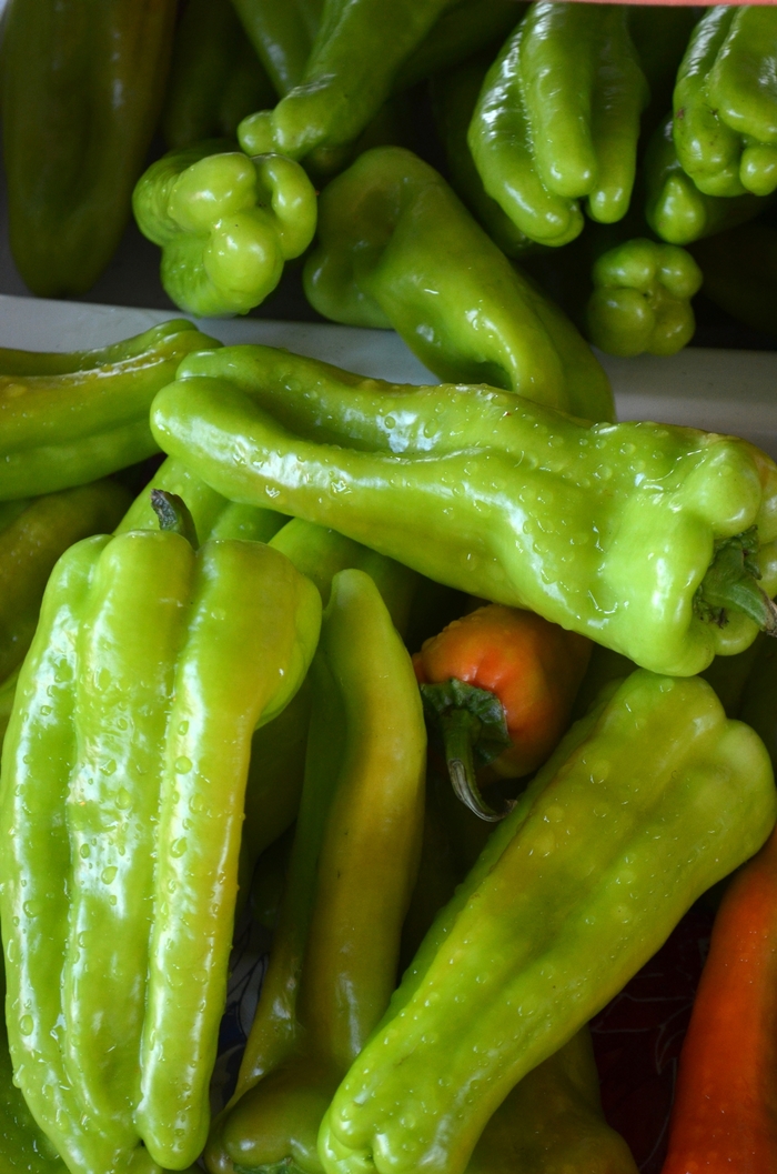 'Cubanelle' Pepper - Capsicum annuum from Holmquest Farms