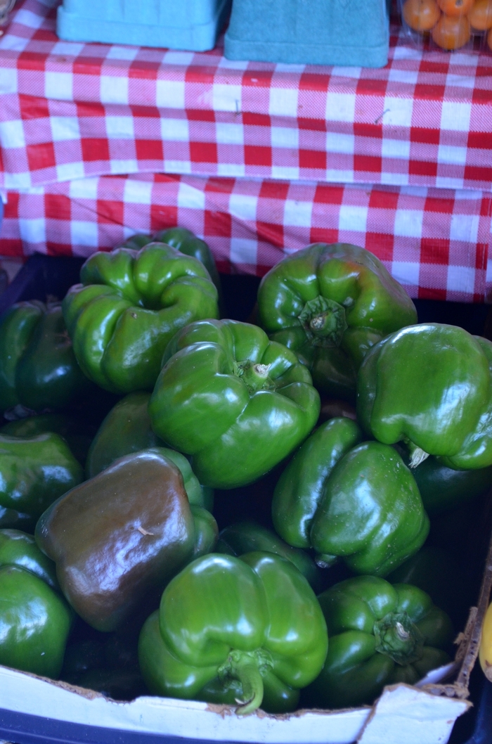 Green Bell Pepper - Capsicum annuum from Holmquest Farms