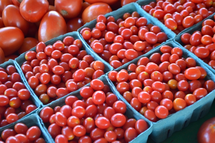 Red Cherry Tomato - Lycopersicon esculentum from Holmquest Farms