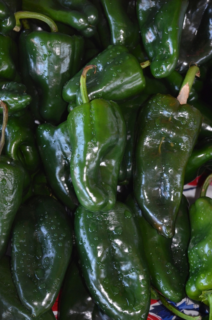 'Poblano' Chile Pepper - Capsicum annuum from Holmquest Farms