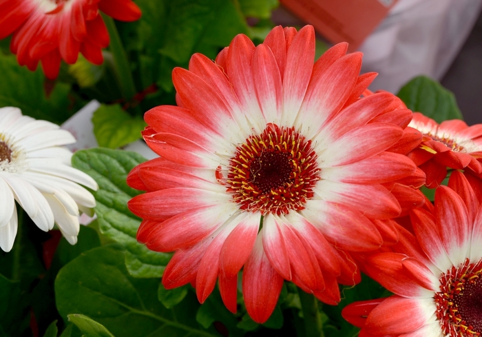 'Floriline&reg; 'Eye Catcher Red'' Gerbera Daisy - Gerbera jamesonii from Holmquest Farms