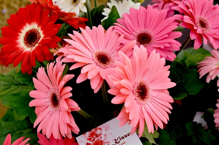 'Floriline&reg; 'Light Pink Black Center'' Gerbera Daisy - Gerbera jamesonii from Holmquest Farms