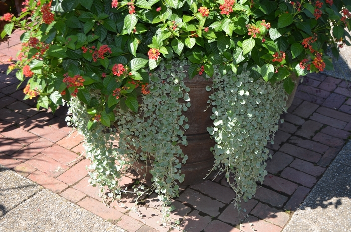'Silver Falls&trade;' - Dichondra argentea from Holmquest Farms