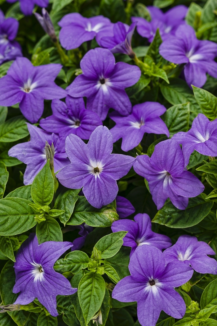 Endless™ 'Illumination' - Browallia (Bush Violet) from Holmquest Farms