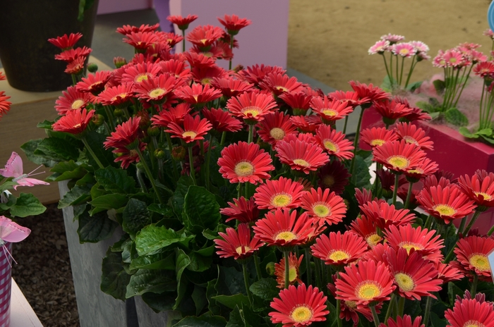 'Garvinea&reg; 'Sophie'' Gerbera Daisy - Gerbera from Holmquest Farms