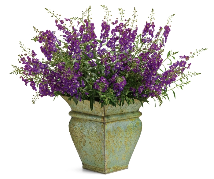 Angelface® 'Blue' - Angelonia angustifolia (Summer Snapdragon) from Holmquest Farms