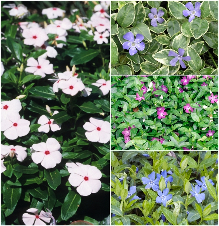Assorted Vinca Vine, Myrtle - Vinca from Holmquest Farms