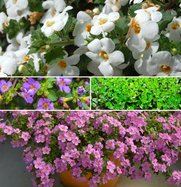 Bacopa - Bacopa monnieri from Holmquest Farms