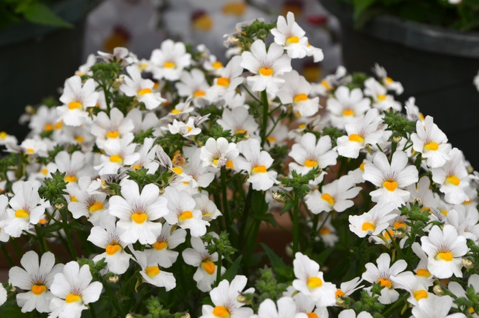 Nessie Plus&trade; 'White' - Nemesia from Holmquest Farms