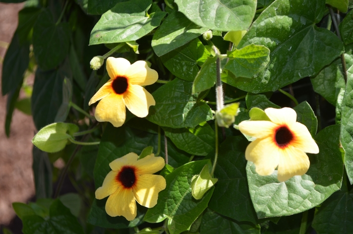 Arizona 'Terracotta' - Thunbergia alata (Black-eyed Susan Vine) from Holmquest Farms