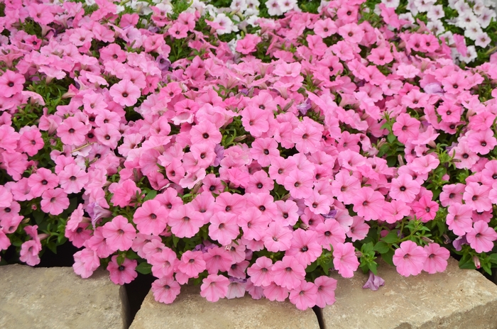 ColorRush&trade; Pink - Petunia from Holmquest Farms