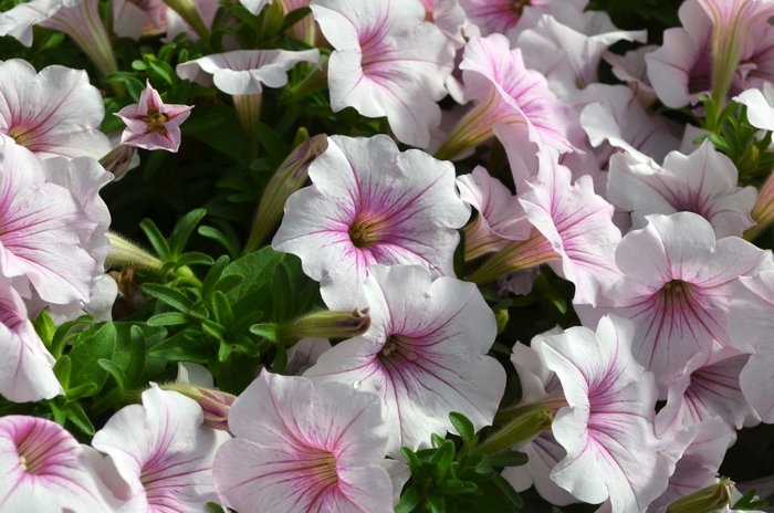 ColorRush&trade; Pink Vein - Petunia from Holmquest Farms
