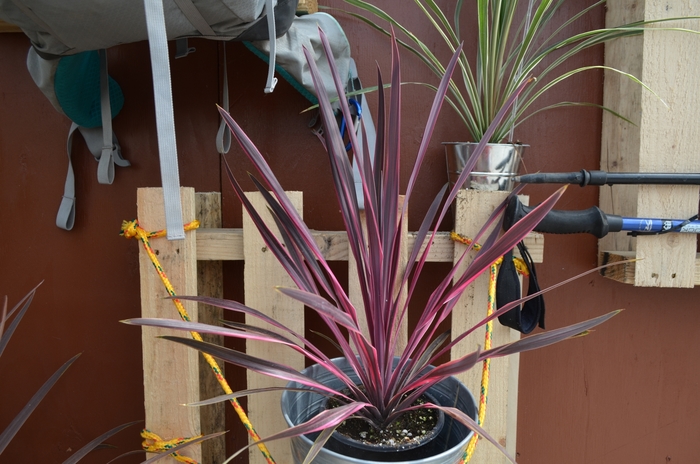 Dance&trade; 'Paso Doble' - Cordyline (Torbay Palm) from Holmquest Farms