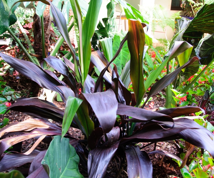 'Black Magic' - Cordyline fruticosa from Holmquest Farms