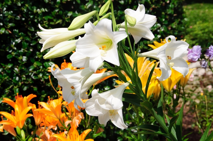 Easter Lily - Lilium longiflorum from Holmquest Farms
