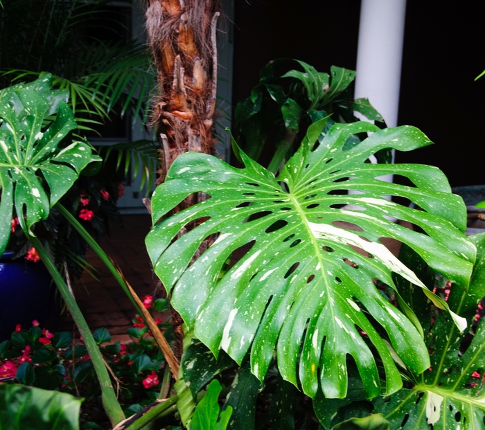 'Cheesecake' Variegated Split-leaf Philodendron - Monstera deliciosa from Holmquest Farms