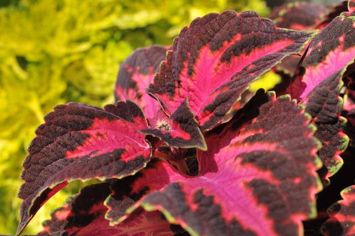 Main Street 'Fifth Avenue' - coleus from Holmquest Farms