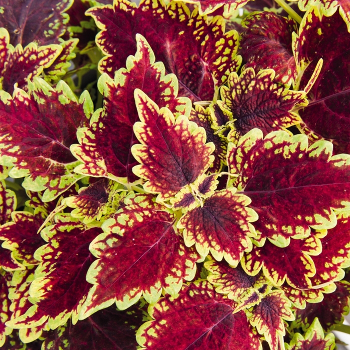 Main Street 'Oxford Street' - coleus from Holmquest Farms