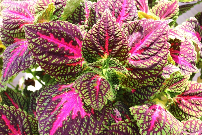 Main Street 'La Rambla' - coleus from Holmquest Farms