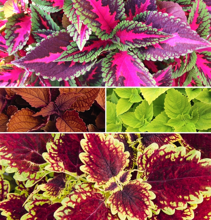 Main Street 'Multiple Varieties' - coleus from Holmquest Farms